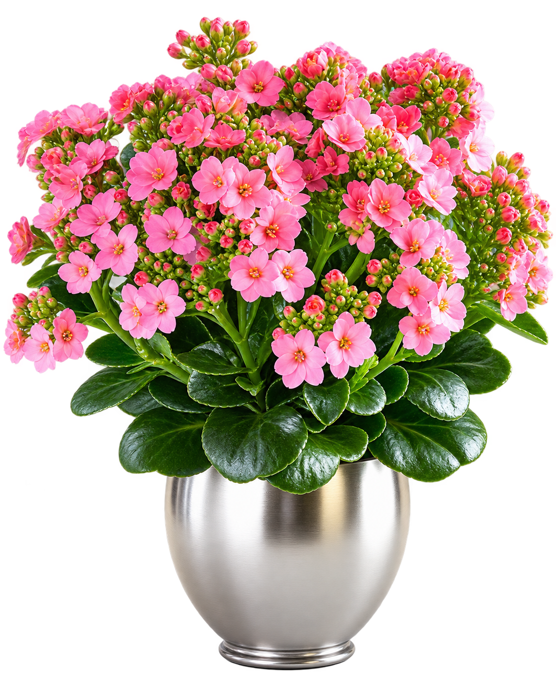 Pink Kalanchoe