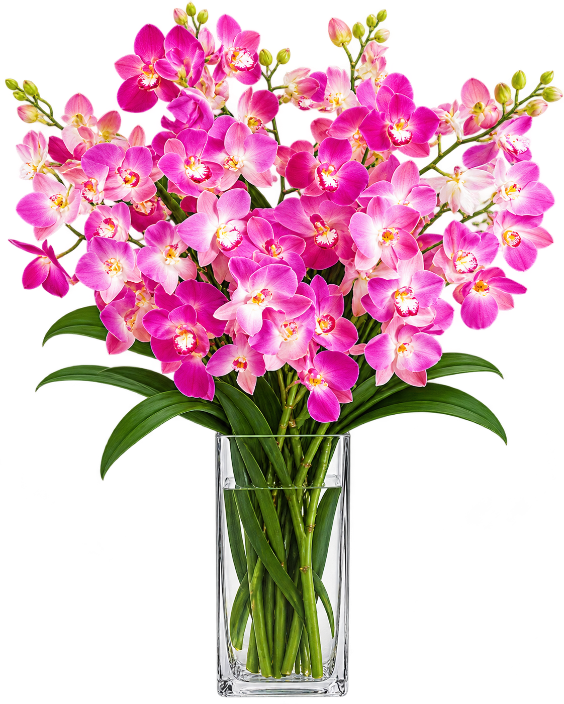 Exotic Orchids