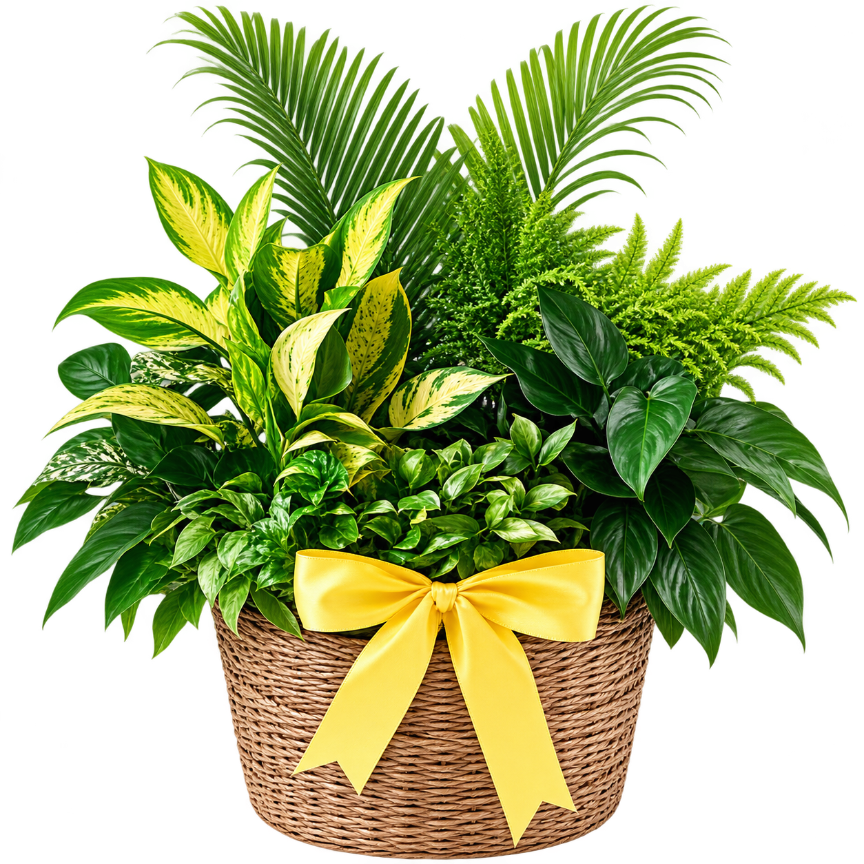Dish Garden Plant