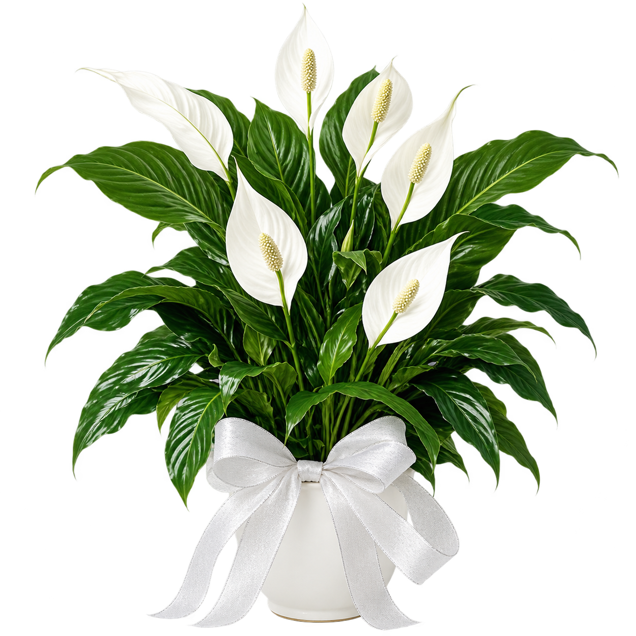 Peace Lily